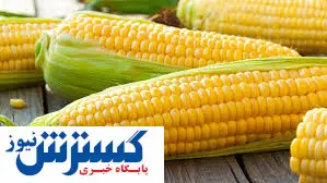 ماجرای تبدیل ذرت آلوده به الکل