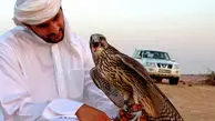 مردم این کشور عاشق شاهین ایرانی شدند / میلیاردها تومان برای خرید  یک پرنده شکاری