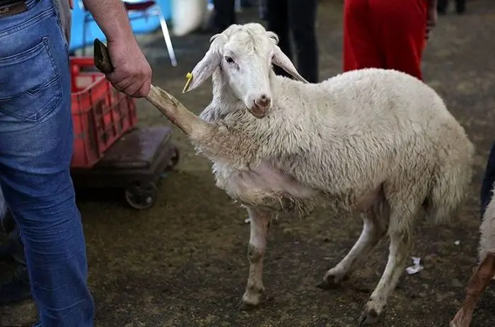 قیمت گوسفند در عید قربان اعلام شد
