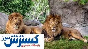 کرونا شیرها هم رسید