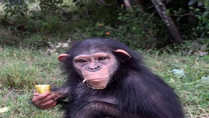 شامپانزه ایرانی از دست رفت! + جزئیات