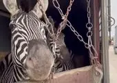 واکنش تامل برانگیز باغ وحش صفادشت به مرگ گورخر آفریقایی