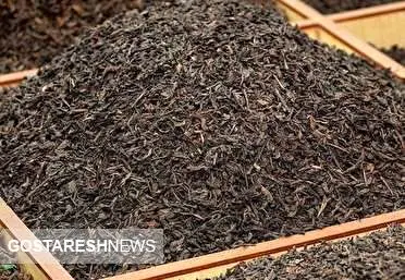 چای هندی رکورد افزایش قیمت را زد