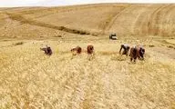 «خشکه کاری» هزینه‌ کشاورزان را کاهش می‌دهد؟