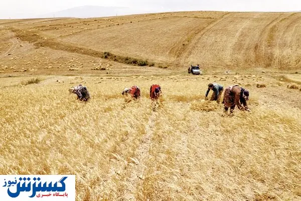 «خشکه کاری» هزینه‌ کشاورزان را کاهش می‌دهد؟
