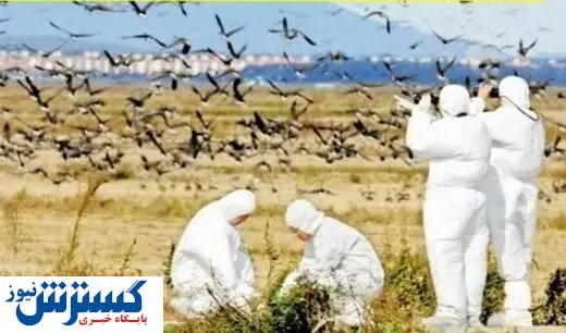 کشف نخستین مورد انتقال آنفلوآنزای مرغی به انسان در جهان