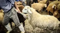 قیمت جدید دام زنده در ماه محرم | گوسفند چند شد؟