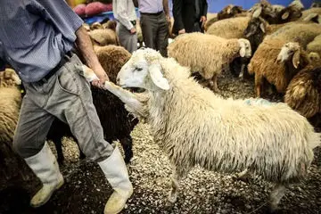 گوشت یک بار مصرف شد !
