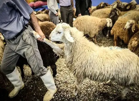 قیمت دام زنده از سوی اتحادیه اعلام شد + جدول ۳۱ مرداد