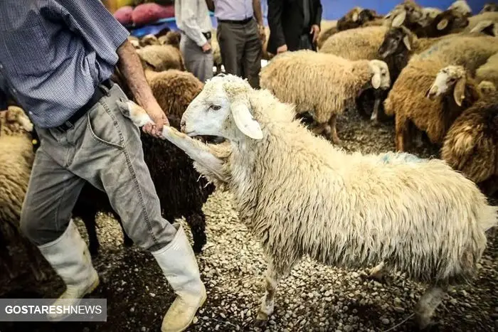 قیمت دام زنده در تهران و شهرستان ها | گوشت بخریم یا گوسفند؟ 