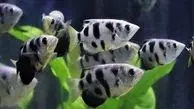 این ماهی ها قدرت شمارش دارند! + عکس