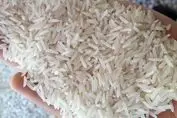 تکلیف ارز ترجیحی برنج و روغن روشن شد | آخرین وضعیت تولید در جنوب کشور