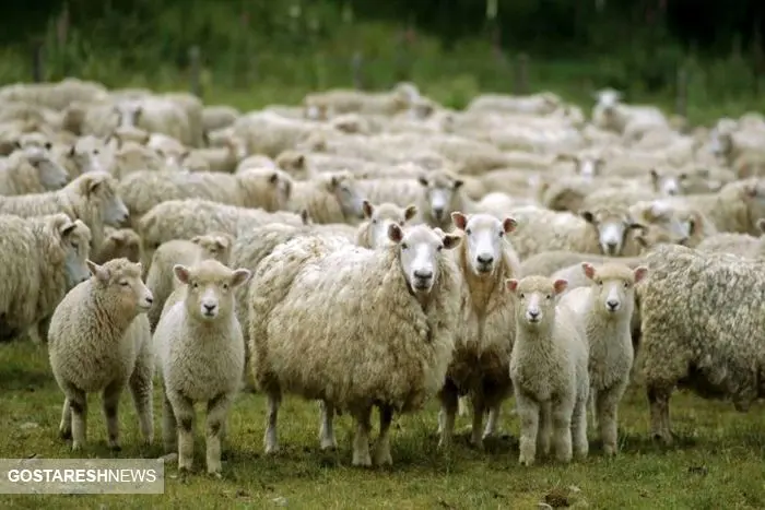 قیمت جدید دام زنده | گوسفند در کدام استان ارزان تر است؟