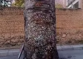 تکذیب قطع درختان در این خیابان تهران