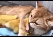 فیلم پربازدید از گربه‌ای که دوست دارد، اردک باشد