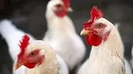 آمار تولید و مصرف گوشت مرغ در ایران و جهان