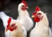 چرا مرغ ارزان نمی شود؟