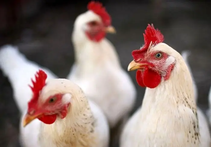 کارشناس طیور: منتظر مرغ ۲۵ هزار تومانی باشید