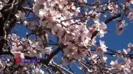 شکوفه دادن درختان بادام در دل زمستان + فیلم