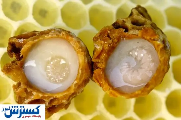 خبر خوش برای زنبورداران