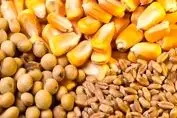 قیمت خرید تضمینی جو و ذرت رسماً اعلام شد