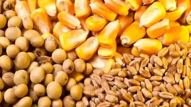 قیمت خرید تضمینی جو و ذرت رسماً اعلام شد