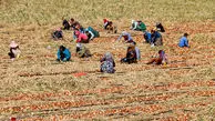 تصاویر / برداشت پیاز از مزارع جوین