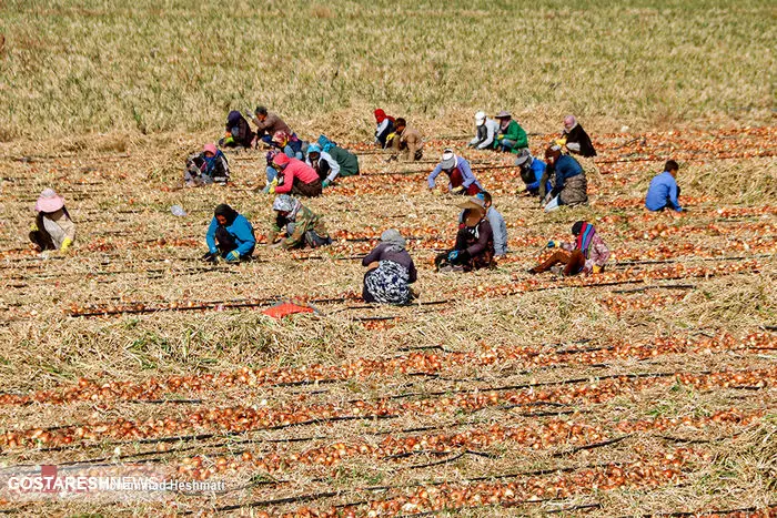 تصاویر / برداشت پیاز از مزارع جوین