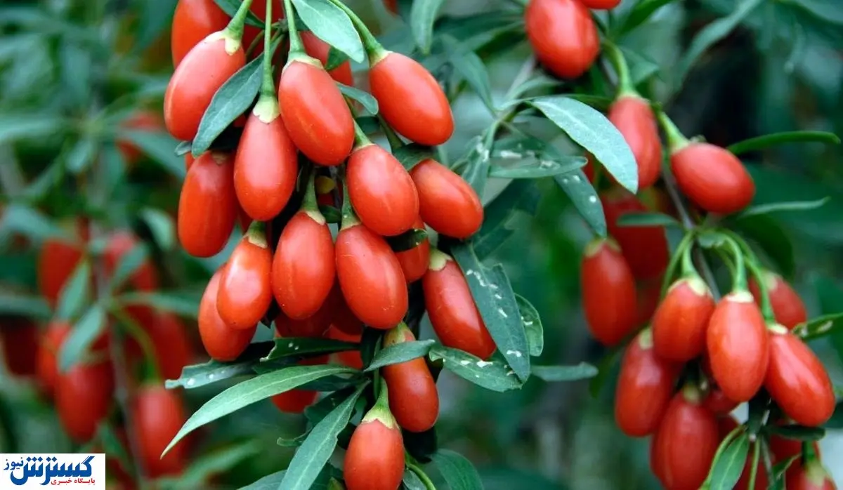 این میوه مانند واکسن آنفلوآنزا عمل میکند