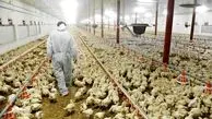 سه عامل موثر بر پرکشیدن قیمت مرغ