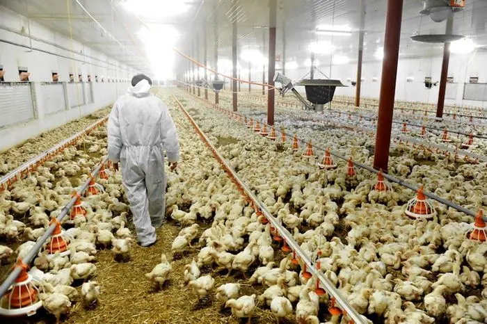 سه عامل موثر بر پرکشیدن قیمت مرغ