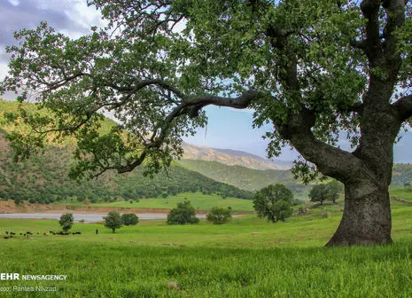 تصاویر/ برداشت گل محمدی از «دهکده گل» بجنورد