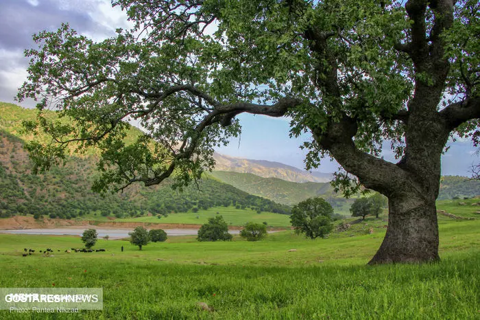 تصاویر/ بازُفت، نگین سبز چهارمحال و بختیاری 