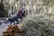 صرفه‌جویی  ۷۵ میلیون دلاری ارز به دنبال افزایش تولید گوشت قرمز