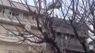 موش های این محله تهران از کنترل خارج شدند! + فیلم