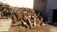 دستگیری قاچاقچی چوب در شاهرود