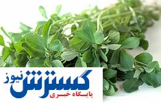 رابطه شنبلیله با دیابت!