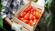 برنامه جدید وزارت کشاورزی / گوجه فرنگی به زودی ارزان می شود؟