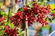 بورس زرشک و عناب راه اندازی می شود