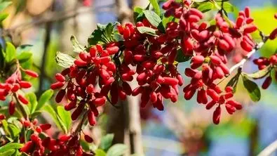 بورس زرشک و عناب راه اندازی می شود