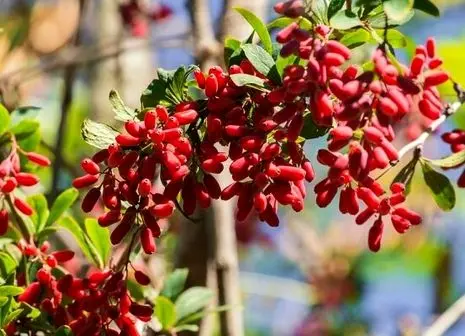 جذابیت فوق العاده عربستان برای تمام سرمایه گذاران