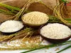 اسامی شرکت‌هایی که بازار برنج را در قبضه دارند