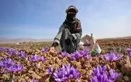 فروش طلای سرخ ایران به لطف افغانستان!