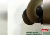 بلعیده شدن آهو توسط مار در ١٠ ثانیه! + فیلم