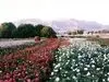 بحران انرژی را جدی بگیرید