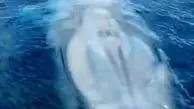 ویدیو شگفت انگیز از تنفس نهنگ + فیلم