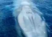 تنهاترین نهنگ دنیا!