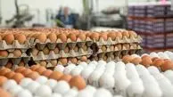 آخرین وضعیت قیمت تخم‌ مرغ / صادرات متوقف شد