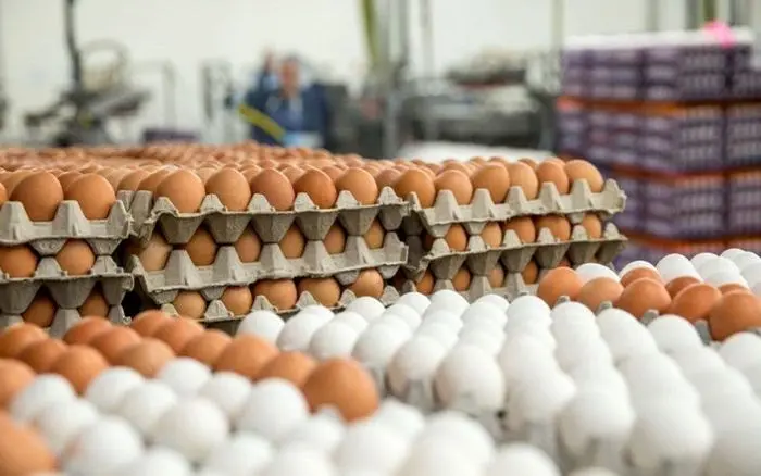 قیمت تخم ‌مرغ در بازار امروز (۹۹/۰۴/۱۶) + جدول
