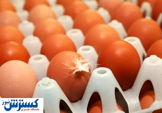 ناجی جوجه خروس ها یک میلیون دلار جایزه گرفت